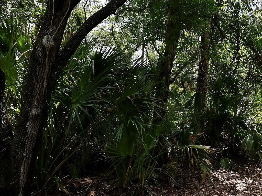 A dense forest scene features tall trees and lush green palmetto plants under dappled sunlight — 770 N RIVER ROAD UNIT 7, VENICE, FL
