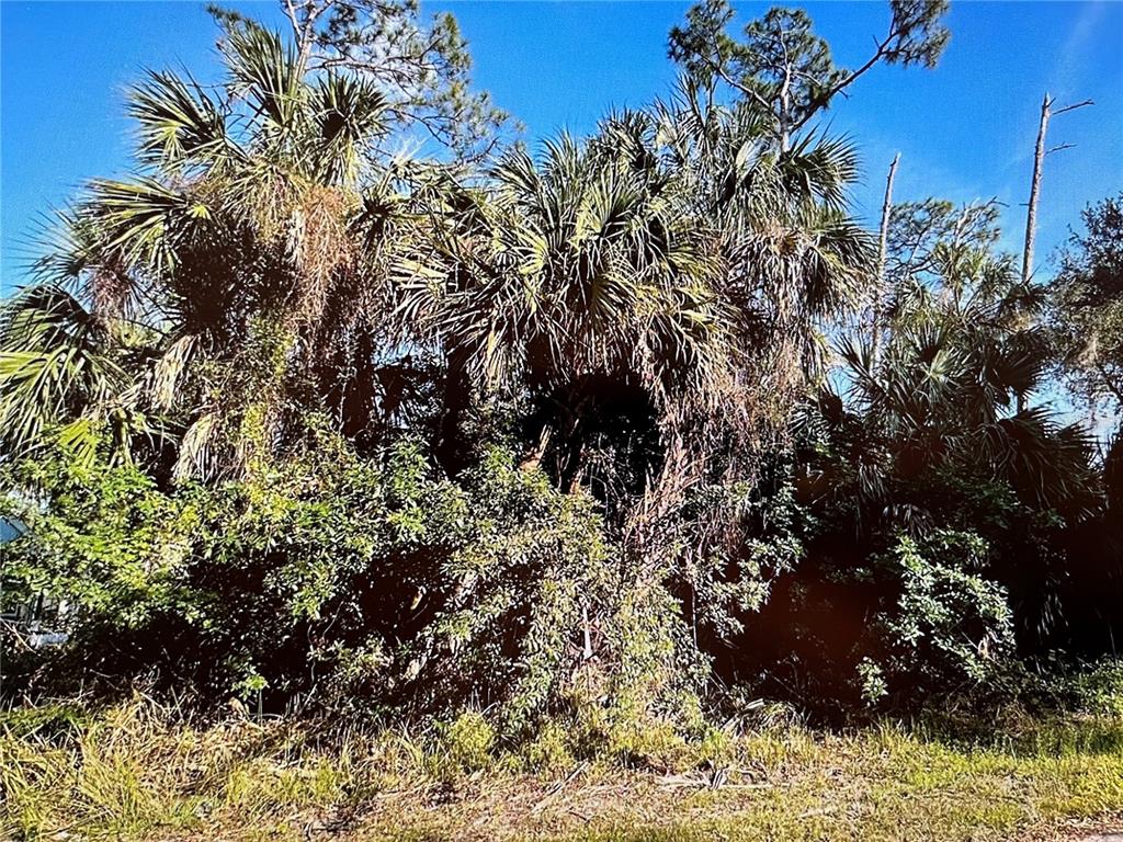 A dense cluster of palm trees and overgrown vegetation stands under a clear blue sky — 219 SWIFT STREET, PORT CHARLOTTE, FL