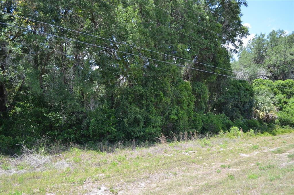 A view of a dense, wooded lot bordering a grassy area with overhead power lines — TBD N US HWY 301, CITRA, FL
