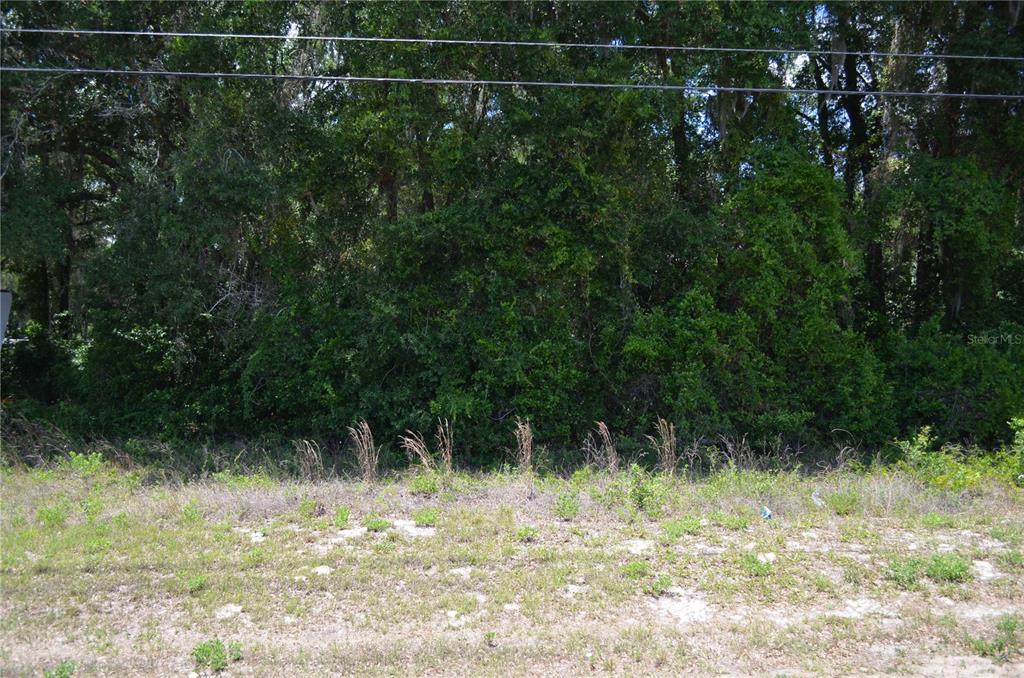 A view of a densely wooded lot with a grassy foreground and overhead power lines — TBD N US HWY 301, CITRA, FL