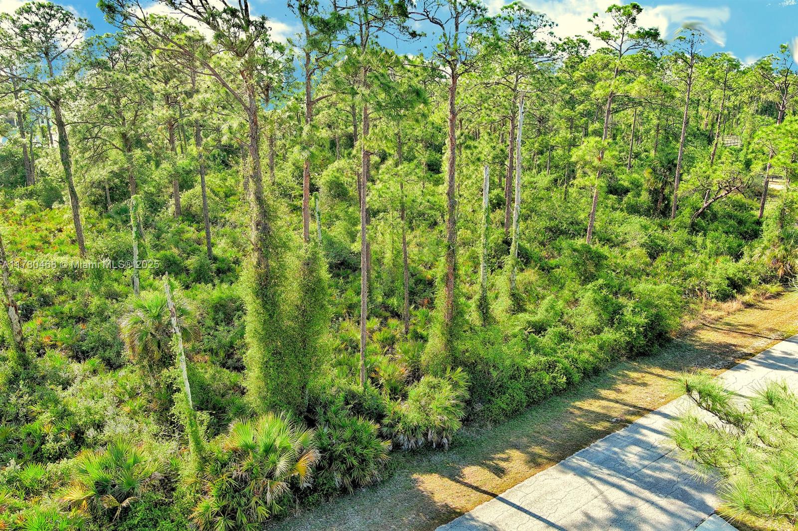 An aerial view shows a paved road bordering a dense, wooded lot with tall pine trees — 2019 COLUMBUS AVE, Lehigh Acres FL 33920, LEHIGH ACRES, FL