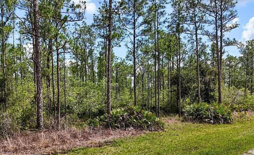 A wooded lot with tall pine trees and low-lying palmetto bushes under a blue sky — OLEANDER DRIVE, INDIAN LAKE ESTATES, FL