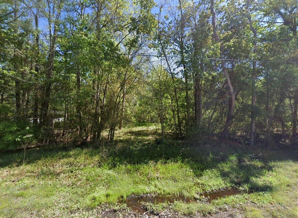 A wooded, undeveloped lot features dense trees and a small patch of standing water — HARDING AVENUE, JACKSONVILLE, FL