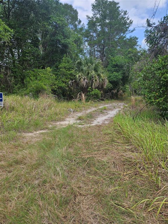 A dirt path leads into a wooded area with tall grass and a palm tree — 0000 CULVER WAY, GENEVA, FL