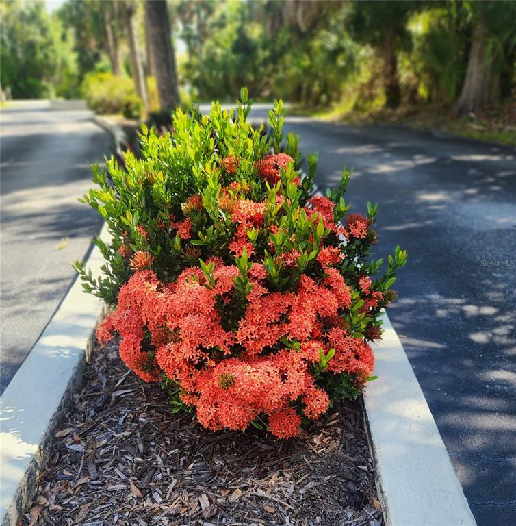 A vibrant ixora shrub with bright orange flowers grows in a landscaped roadside planter — 22481 WESTCHESTER BOULEVARD UNIT A19, PUNTA GORDA, FL