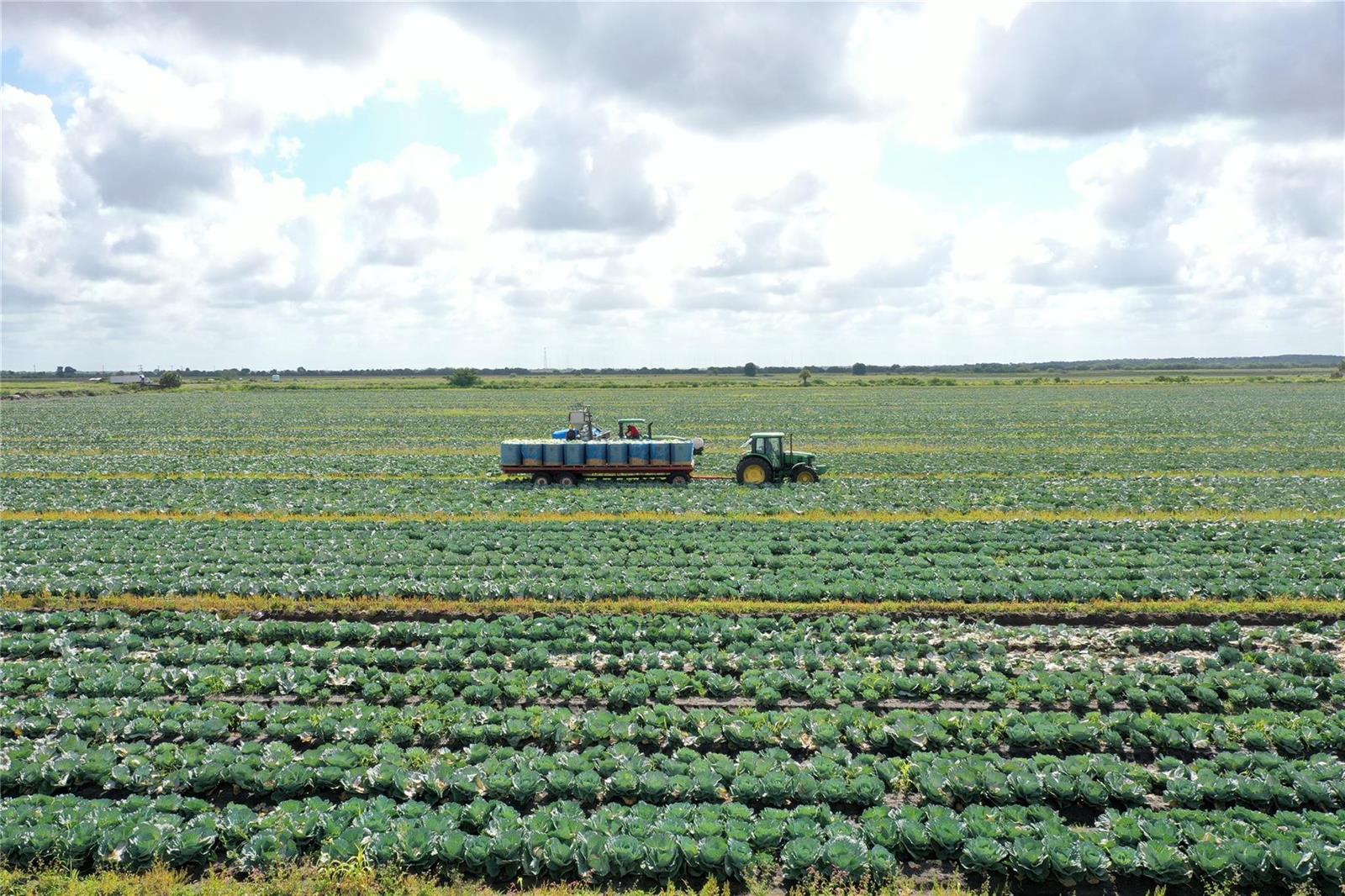A tractor pulls a trailer through a large, expansive field of green cabbage crops — 23481 NW 144th Avenue, Okeechobee FL 34972, OKEECHOBEE, FL