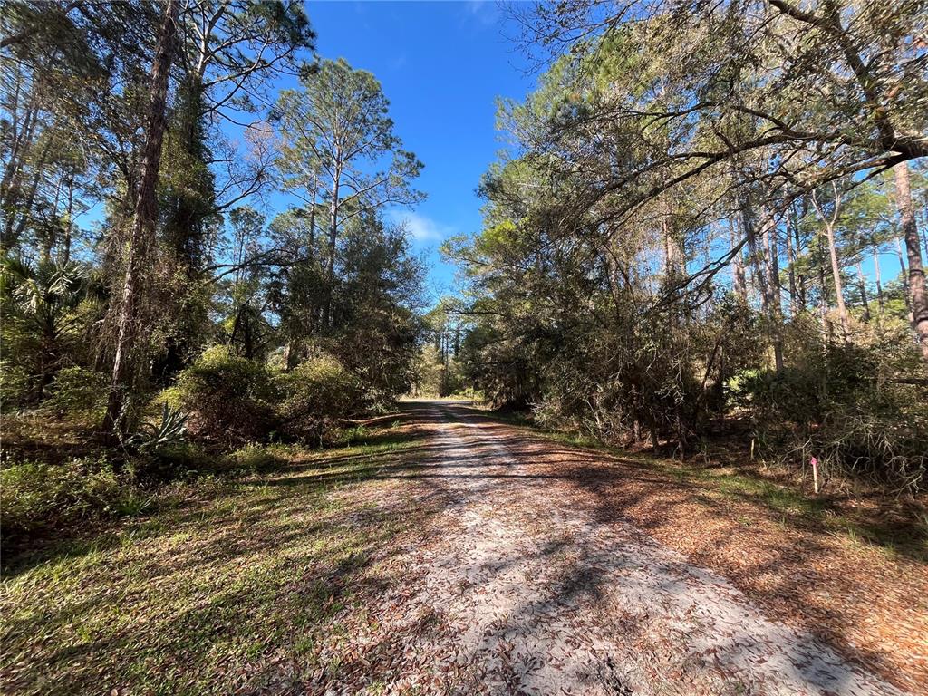 A dirt path leads through a wooded area with tall pine trees under a blue sky — 104 SE 5TH STREET, GEORGETOWN, FL