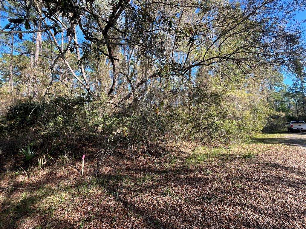 A wooded, undeveloped lot features a pink survey marker in the foreground and a truck — 104 SE 5TH STREET, GEORGETOWN, FL