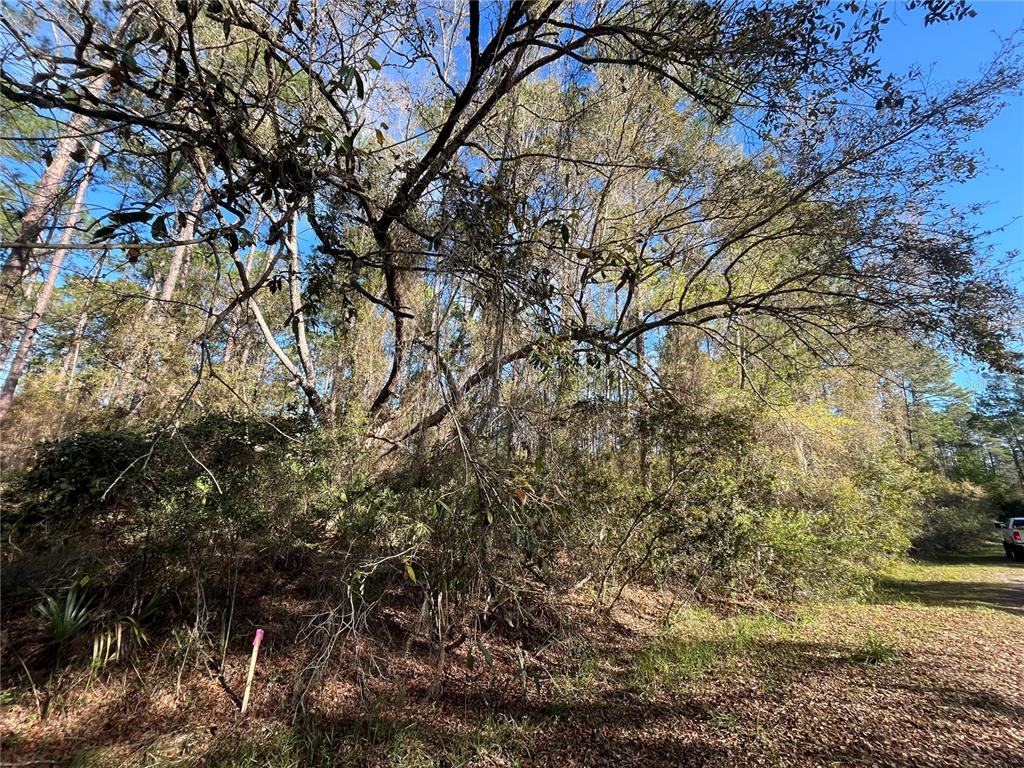 A wooded lot with dense trees and brush under a clear blue sky — 104 SE 5TH STREET, GEORGETOWN, FL