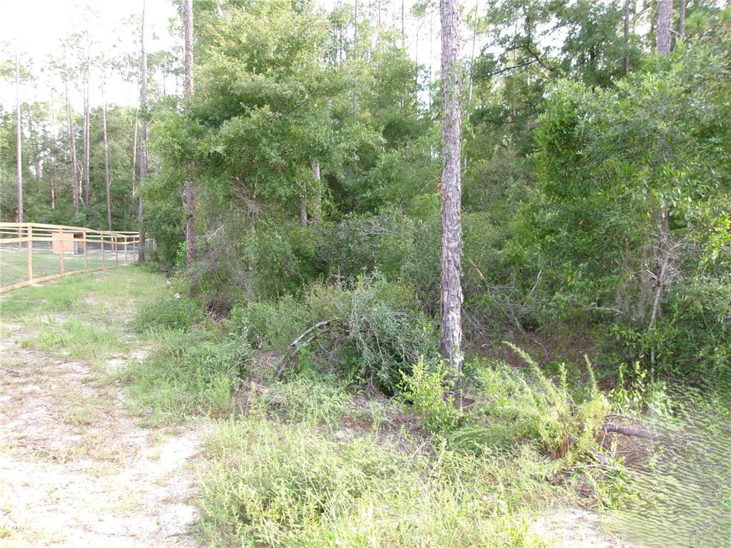 A wooden fence borders a wooded area with dense trees and ground vegetation — LOT 20 SW RAINBOW LAKES BOULEVARD, DUNNELLON, FL