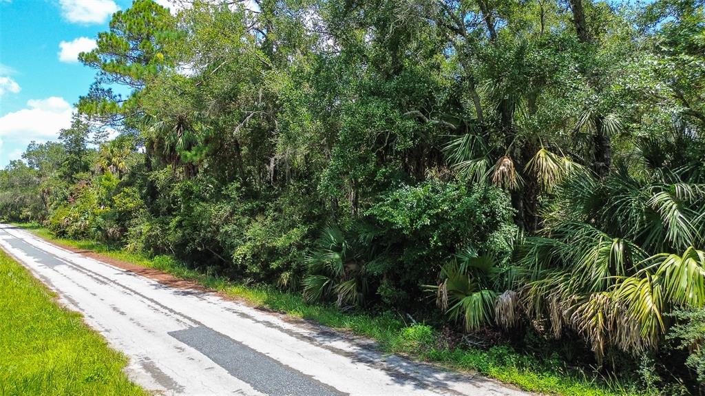 A paved road runs alongside a dense, wooded area featuring various trees and palm plants — 8683 N BELLFLOWER WAY, CRYSTAL RIVER, FL