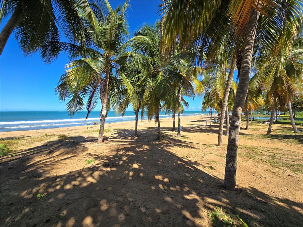A sandy beach lined with numerous palm trees under a clear blue sky — 351 LAS PICAUS, PLAYAS DEL YUNQUE UNIT 19, RIO GRANDE, PR