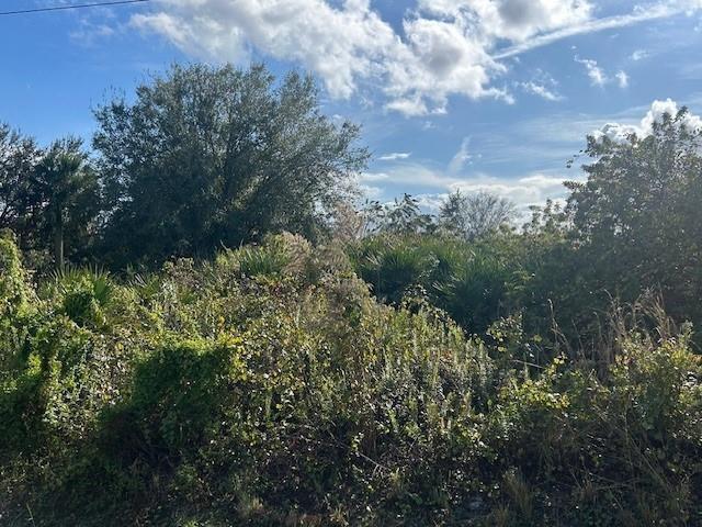 A dense, overgrown lot features various trees, shrubs, and tall grasses under a blue sky — 14938 NW 254th Street, Okeechobee FL 34972, OKEECHOBEE, FL