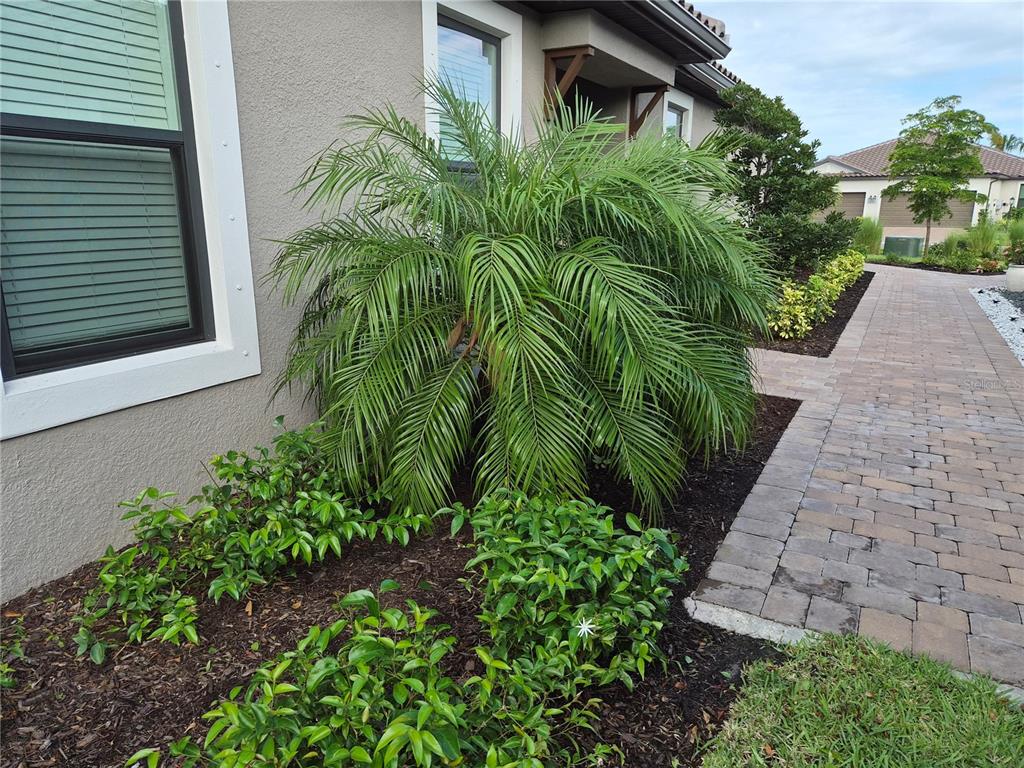 A large palm tree stands in a landscaped garden bed next to a paved walkway — 10057 MORNING MIST LANE, SARASOTA, FL