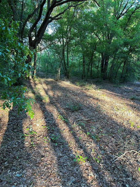 A wooded lot covered in fallen leaves with tall trees casting long shadows — SW HWY 484, DUNNELLON, FL