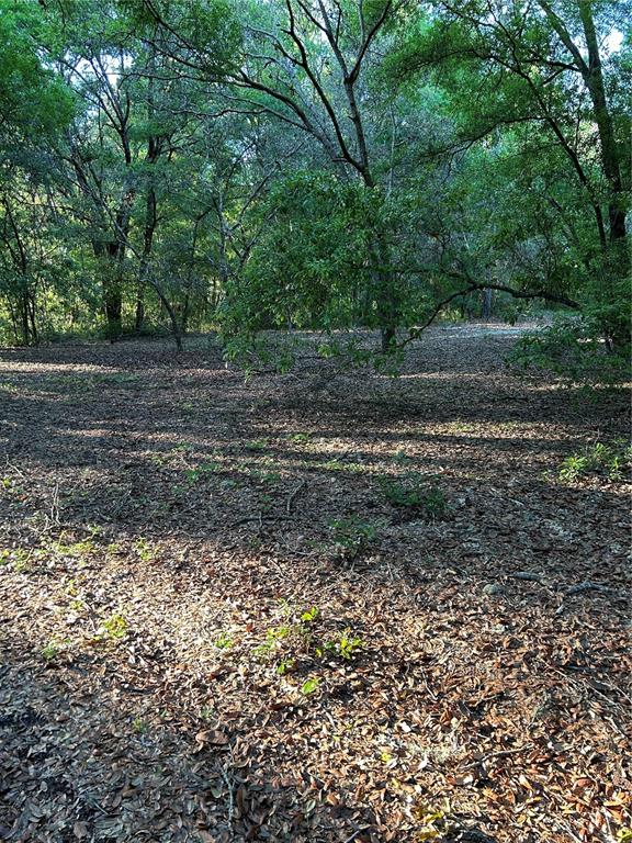 A wooded lot covered in fallen leaves with mature trees and dappled sunlight — SW HWY 484, DUNNELLON, FL