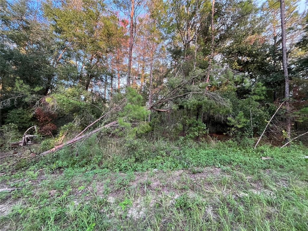 TBD TWIN LAKES ROAD, INTERLACHEN, FL — photo 2 of 9