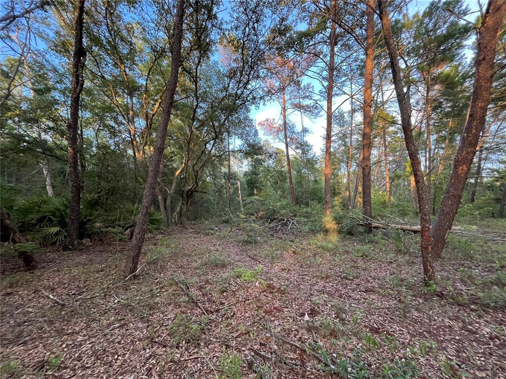 TBD TWIN LAKES ROAD, INTERLACHEN, FL — photo 5 of 9