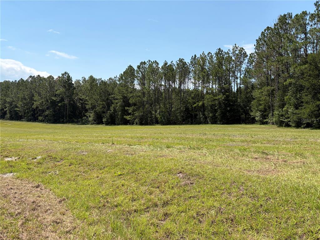 A wide, grassy field sits in front of a dense line of tall pine trees — SW WINDSOR COURT, LAKE CITY, FL