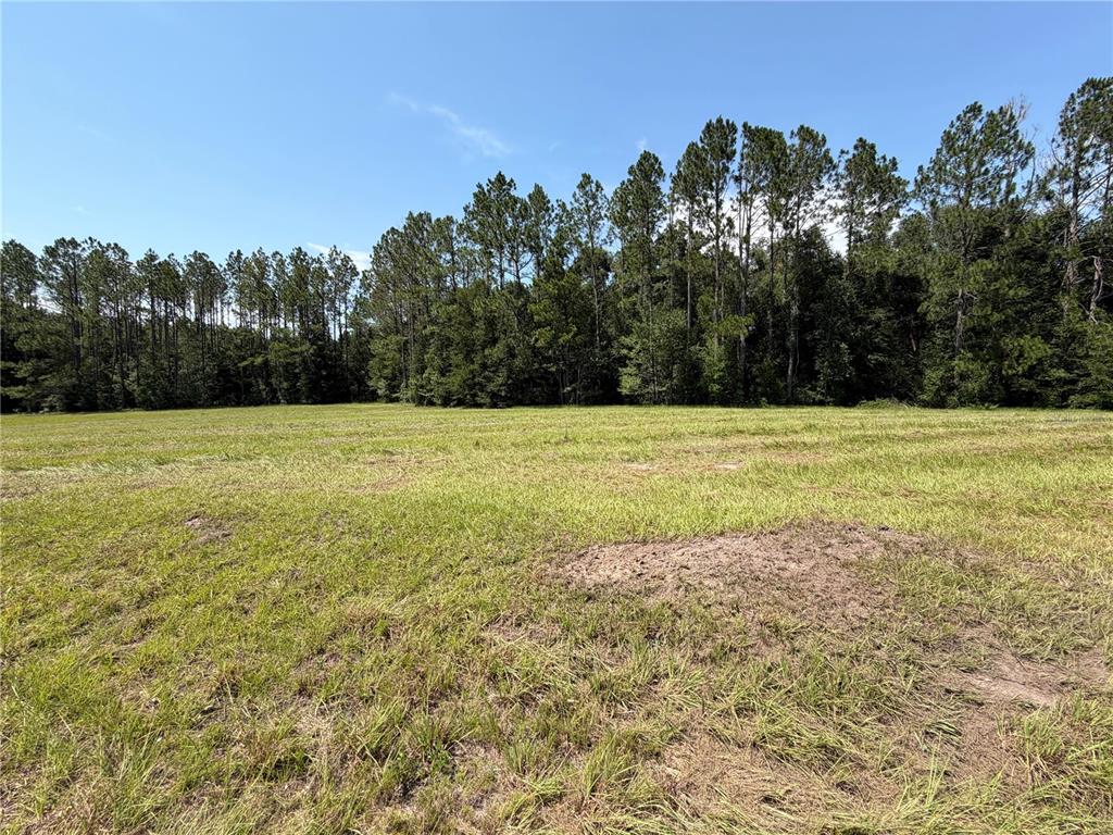 A wide, grassy field sits in front of a dense line of tall pine trees — SW WINDSOR COURT, LAKE CITY, FL