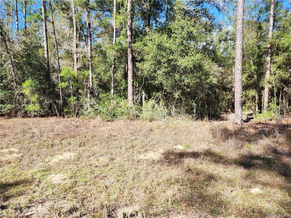 A wooded, undeveloped lot features dry grass in the foreground and tall pine trees — 8760 N MALIBU ROAD, CITRUS SPRINGS, FL