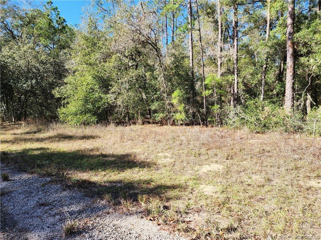 A gravel driveway leads to a cleared, grassy lot bordered by dense woods — 8760 N MALIBU ROAD, CITRUS SPRINGS, FL