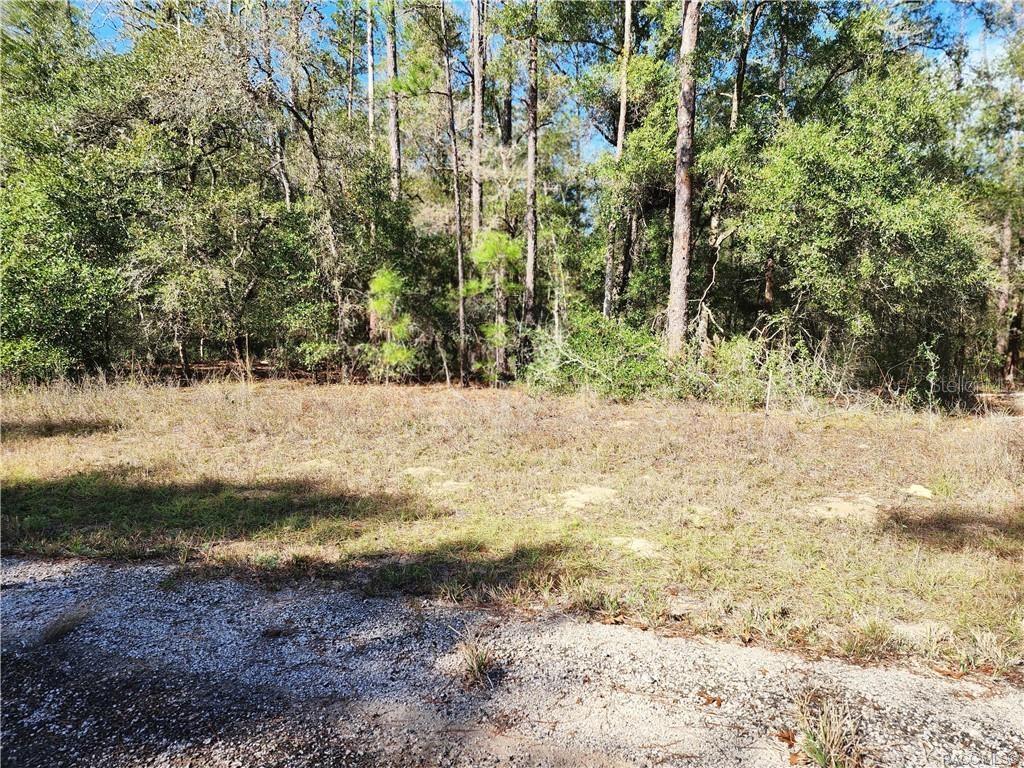 A vacant, grassy lot is bordered by a dense forest of tall pine and oak trees — 8760 N MALIBU ROAD, CITRUS SPRINGS, FL