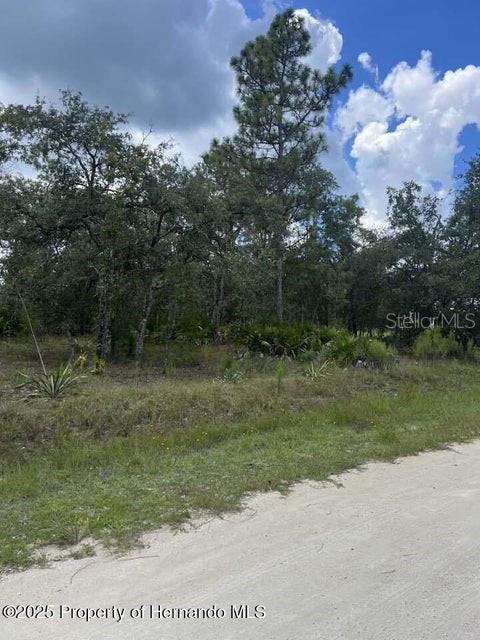 A dirt road runs alongside a wooded lot with tall pine trees and native vegetation — 0 ZEBRAFINCH AVENUE, WEEKI WACHEE, FL
