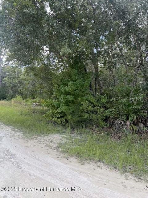 A dirt road runs alongside a wooded lot with dense trees and palmetto bushes — 0 ZEBRAFINCH AVENUE, WEEKI WACHEE, FL