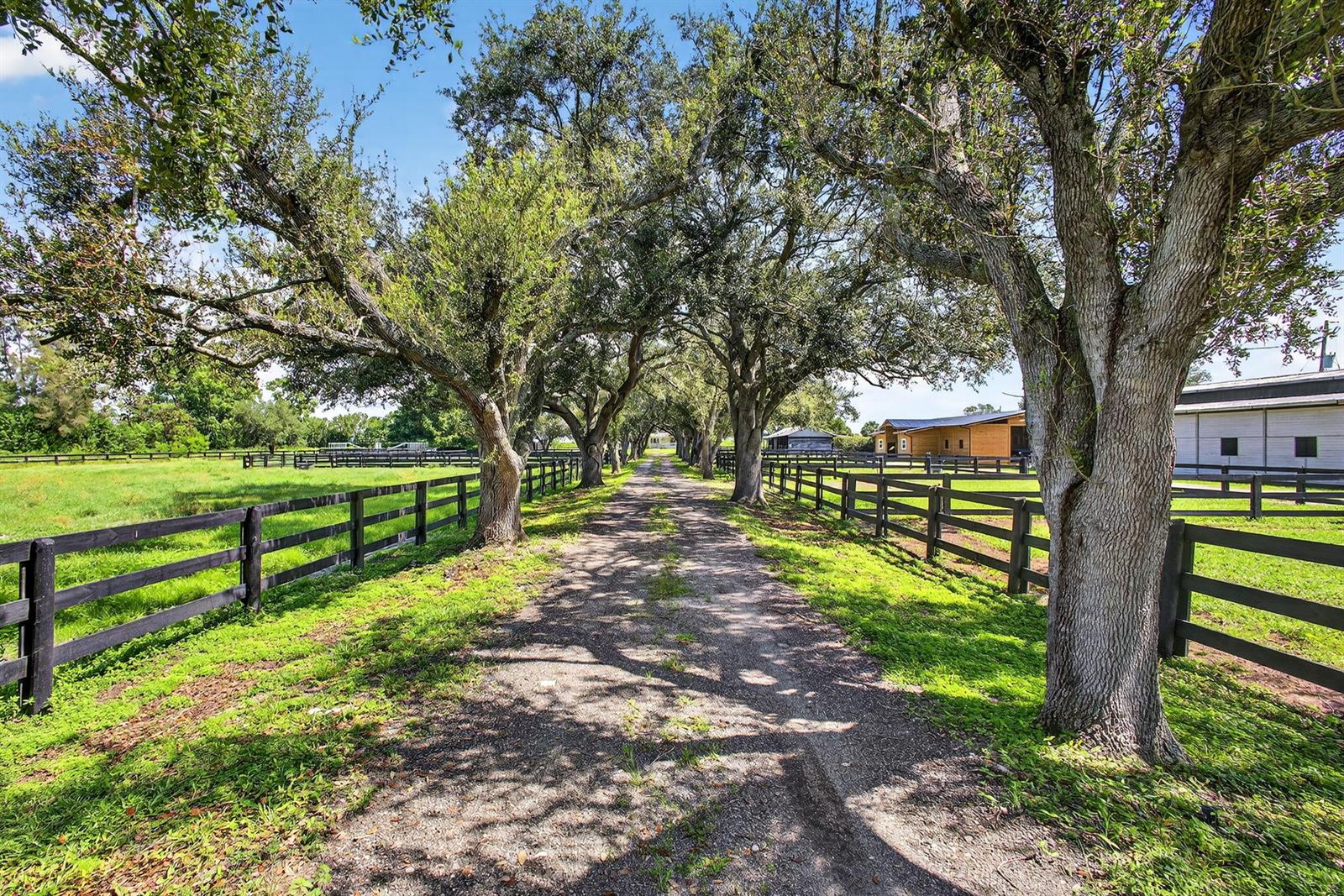 A gravel driveway lined with large oak trees leads between fenced pastures toward farm buildings — 16229 Rustic Rd Road, Wellington FL 33470, WELLINGTON, FL