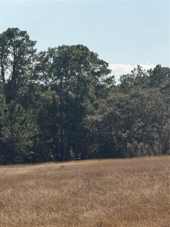 A grassy field sits in front of a dense line of pine and oak trees — LAKE ERIE, GROVELAND, FL