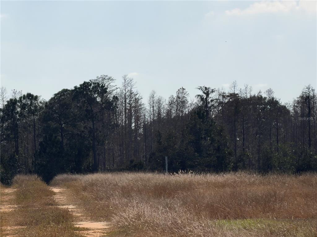 A dirt path leads through a grassy field toward a dense line of trees — LAKE ERIE, GROVELAND, FL