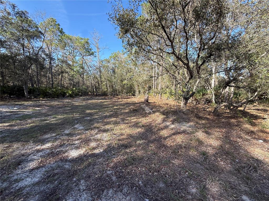 A cleared, sandy lot is surrounded by a dense forest of trees and shrubs — 6479 W HOLIDAY STREET, HOMOSASSA, FL