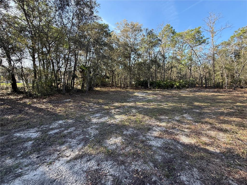 A vacant, sandy lot is bordered by a dense line of mature trees — 6479 W HOLIDAY STREET, HOMOSASSA, FL