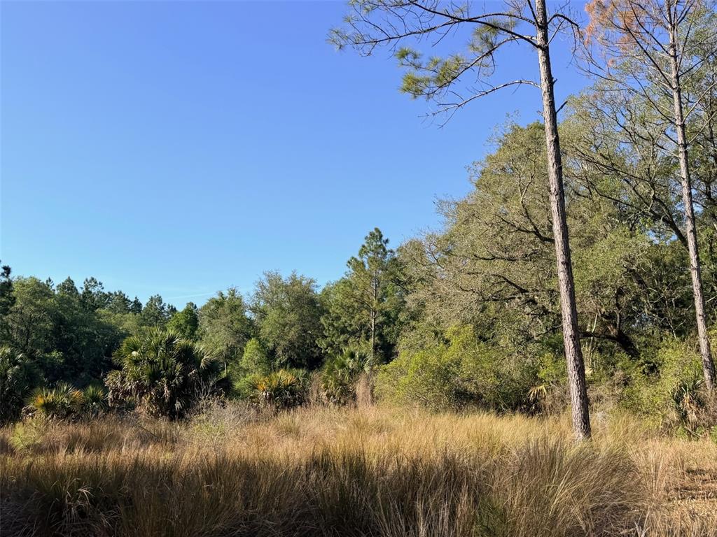 A view of a grassy field bordered by a dense forest of pine and oak trees — 6650 NW 110TH AVENUE, CHIEFLAND, FL