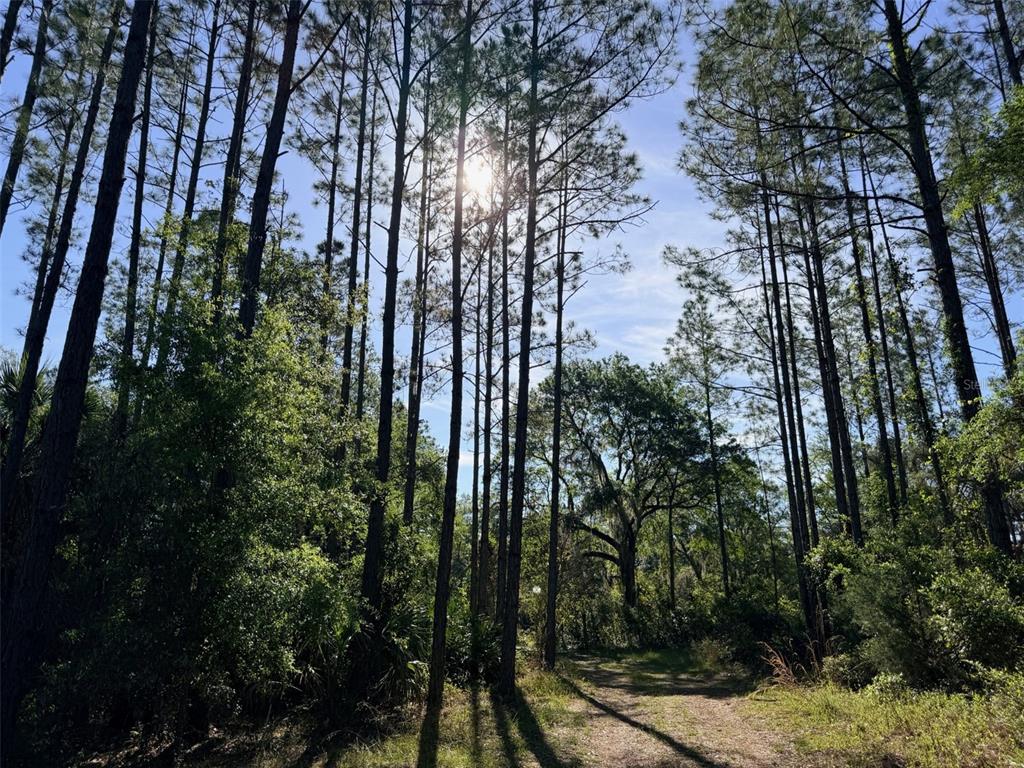 A dirt path winds through a wooded area with tall pine trees under a sunny sky — 6650 NW 110TH AVENUE, CHIEFLAND, FL