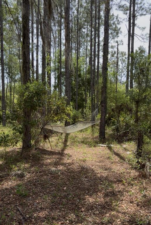 A rope hammock is suspended between two tall pine trees in a wooded outdoor area — 6650 NW 110TH AVENUE, CHIEFLAND, FL