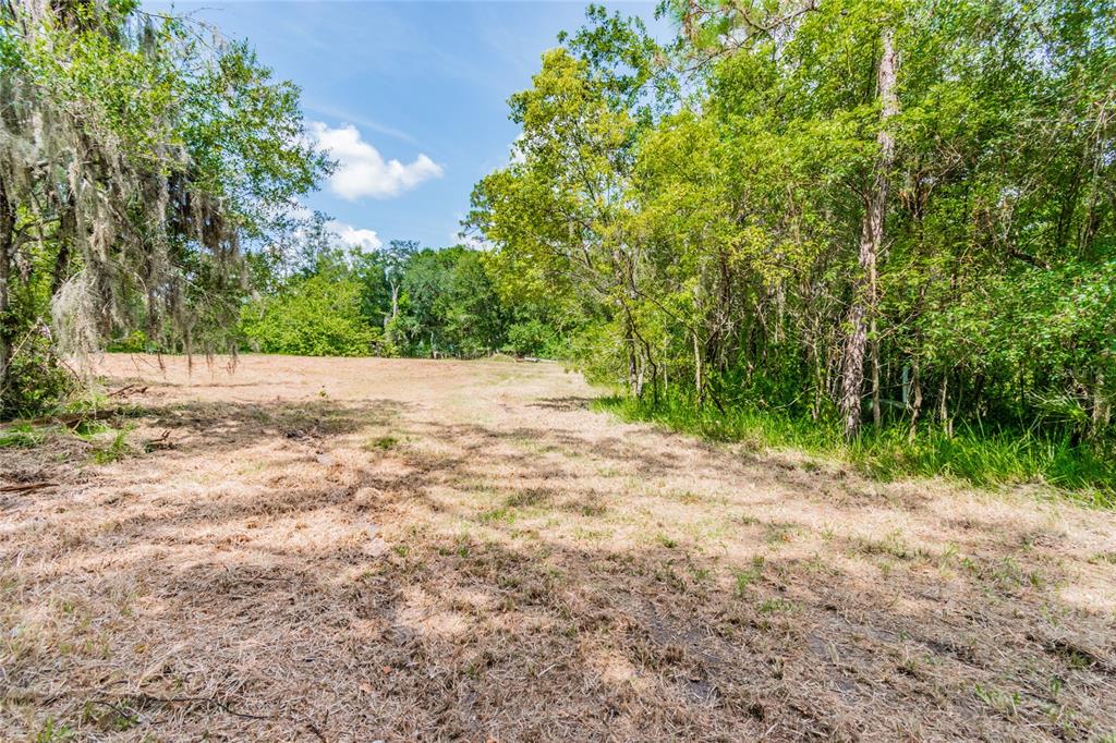 A cleared, grassy lot is bordered by dense trees and foliage under a blue sky — 1758 LAND O LAKES BOULEVARD, LUTZ, FL