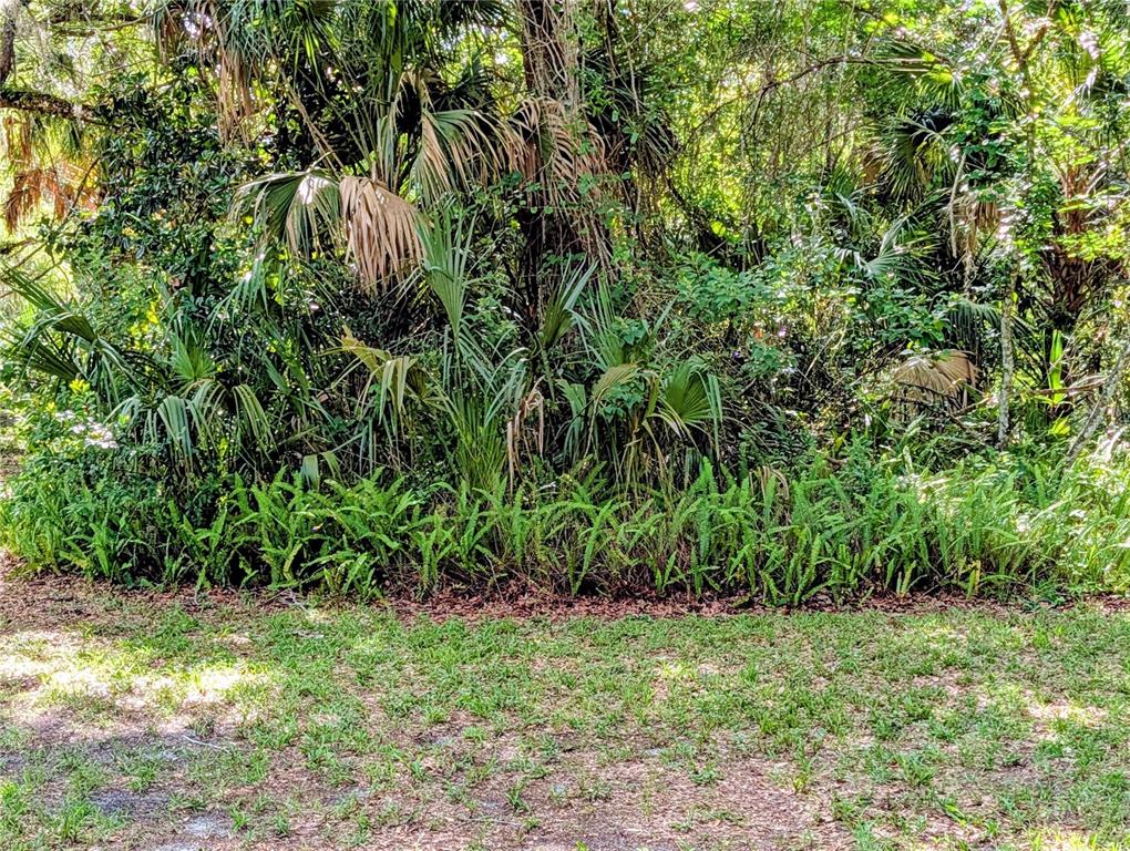 A dense cluster of palm trees and ferns grows along the edge of a grassy lawn — 1495 N TORO DRIVE, INVERNESS, FL