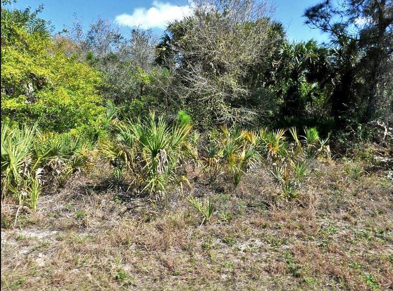 A vacant, wooded lot features native Florida vegetation, including saw palmetto plants and various trees — NORTON DRIVE, NORTH PORT, FL