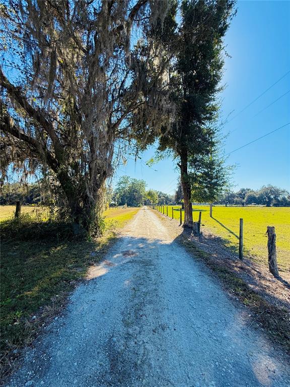 A gravel driveway leads between large trees toward a fenced pasture under a clear sky — 7223 SW 55TH STREET, BUSHNELL, FL