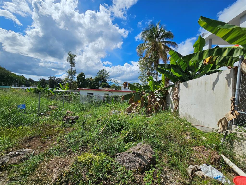 An overgrown vacant lot features a palm tree, banana plants, and a concrete perimeter wall — Calle 5 CALLE BORINQUEN, VILLALBA, PR