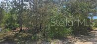 A wooded, undeveloped plot of land with dense trees and brush under a clear sky — TBD NE 104TH COURT, BRONSON, FL