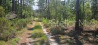 A narrow dirt path winds through a wooded area with tall pine trees — TBD NE 104TH COURT, BRONSON, FL