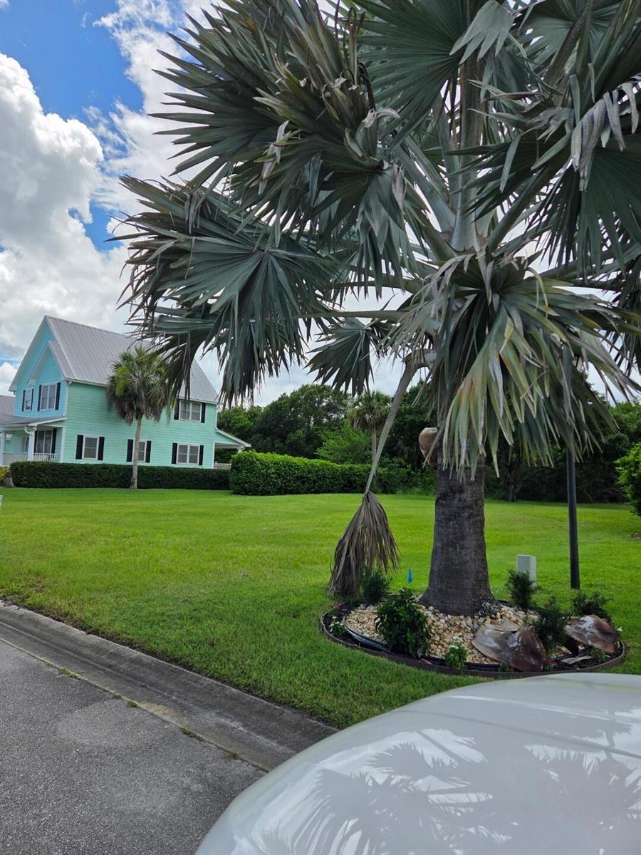 A light blue house with a metal roof sits behind a large palm tree — 6385 Tropical Way, Vero Beach FL 32967, VERO BEACH, FL