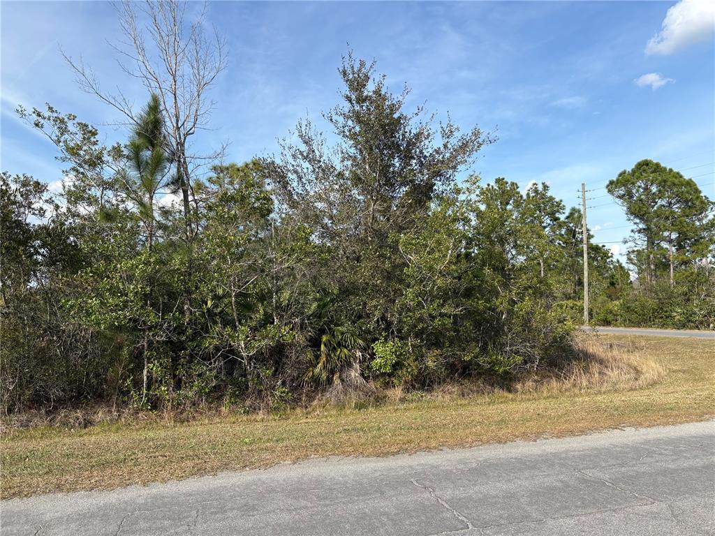 A dense cluster of trees and shrubs grows along the edge of a paved road — ODHAM STREET, ORLANDO, FL