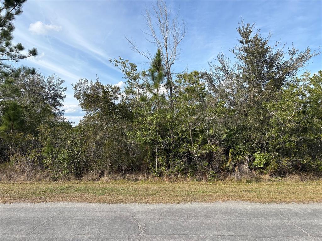 A paved road runs in front of a dense, wooded lot with various trees and shrubs — ODHAM STREET, ORLANDO, FL