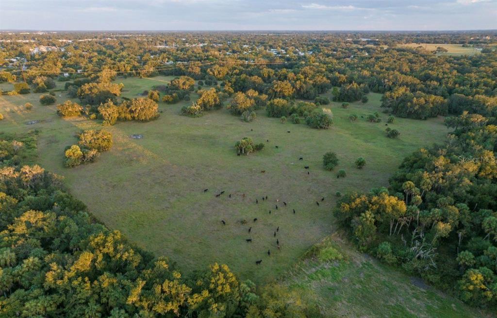 An aerial view shows a large, grassy pasture with grazing cattle surrounded by dense trees — 1061 HARRIS ROAD, ARCADIA, FL