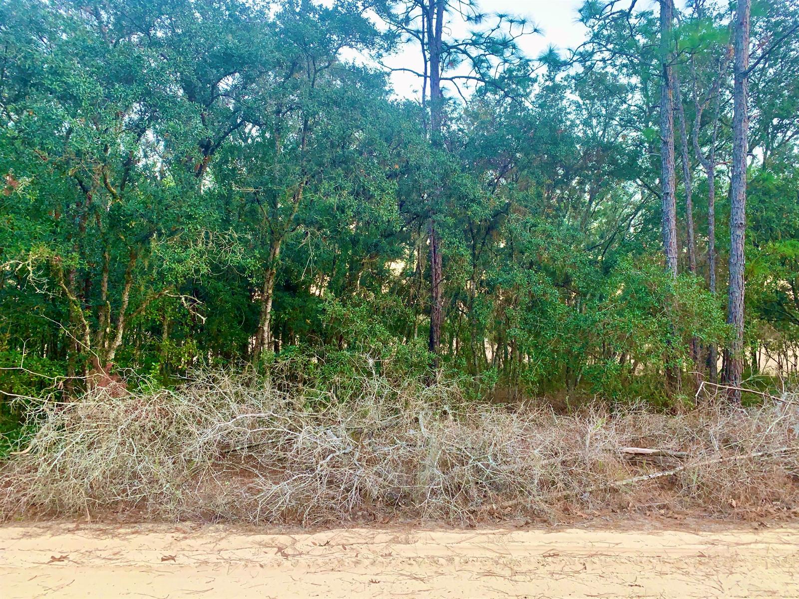 A sandy path runs in front of a dense forest with tall pine and oak trees — 301 S Crestview Avenue, Inverness FL 34452, INVERNESS, FL
