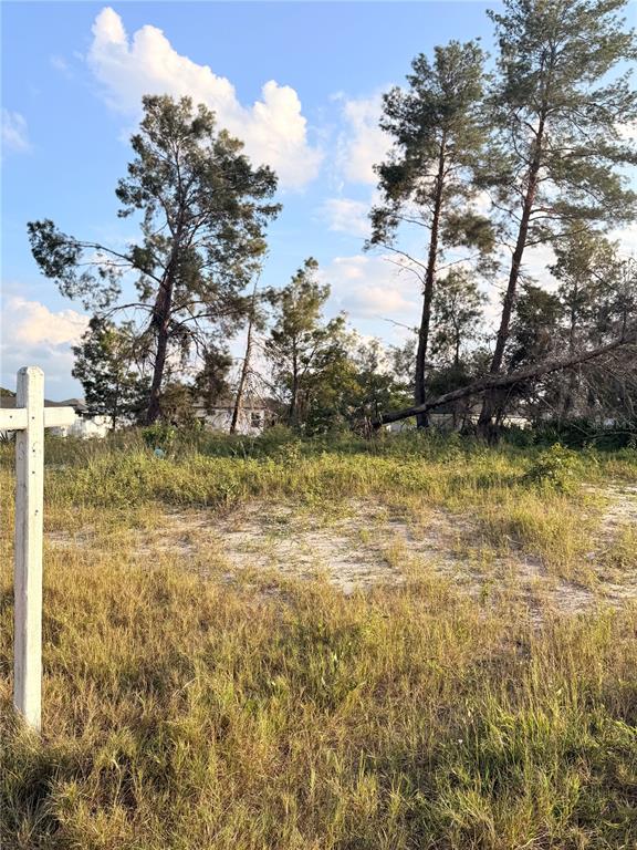 A vacant, grassy lot features several tall pine trees under a blue sky — 143 ZINNIA LANE W, KISSIMMEE, FL